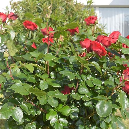 Les Jardins D'Oleron Hotel Saint-Pierre-d'Oleron Ngoại thất bức ảnh