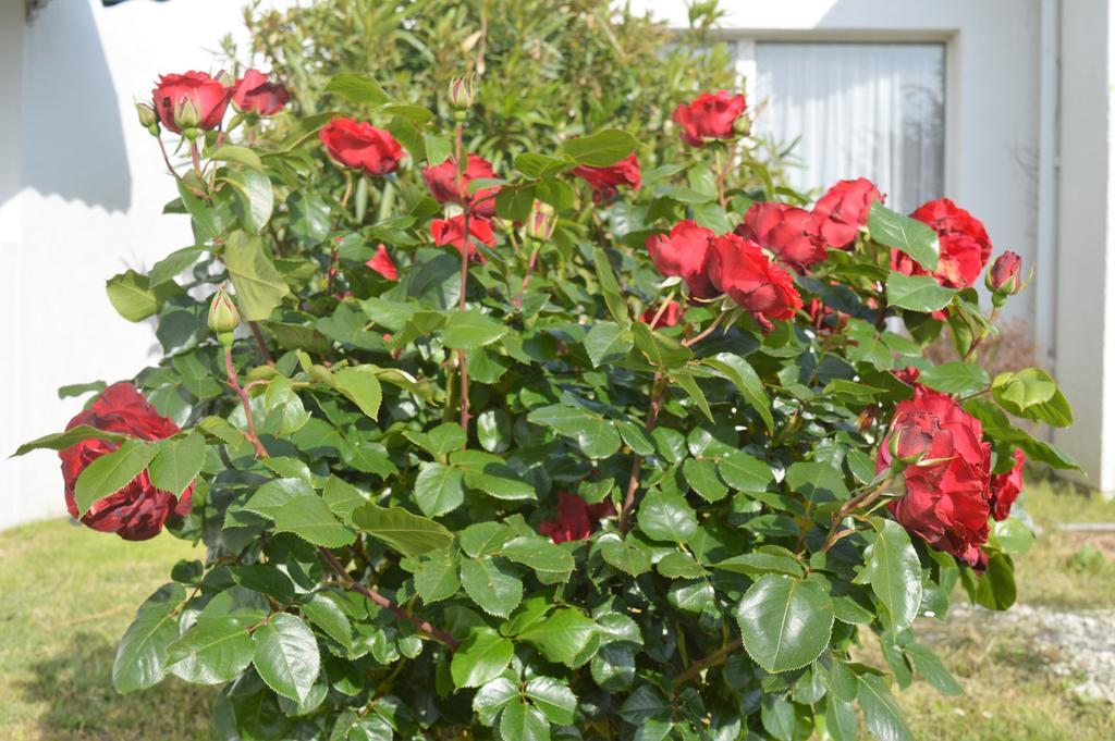 Les Jardins D'Oleron Hotel Saint-Pierre-d'Oleron Ngoại thất bức ảnh